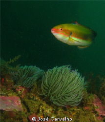 Rainbow wrasse, Sesimbra by José Carvalho 